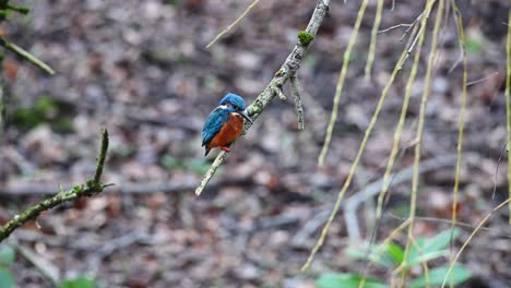 Colorful-male-kingfisher-Alcedo-atthis-perched-on-a-branch-looking-for-fish