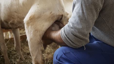 Farmer-hunched-down-squeezing-udders-and-milking-a-white-goat-in-a-wooden-pen-at-a-national-festival