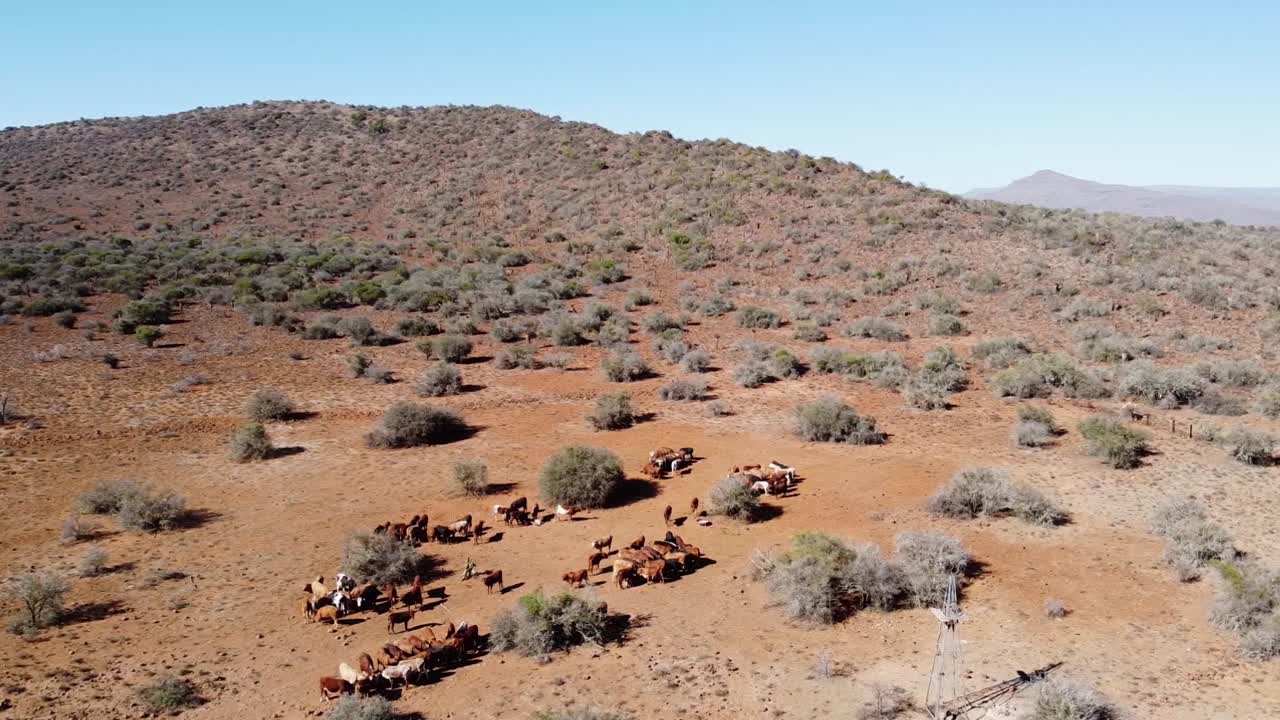 ganado alimentado para ayudar a la dieta en la granja karoo cerca de graaff-reinet durante la sequía con árboles de espinas de camello