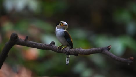 a female looking to the right of the frame with food in the mouth then looks around, silver-breasted broadbill, serilophus lunatus, kaeng krachan national park, thailand