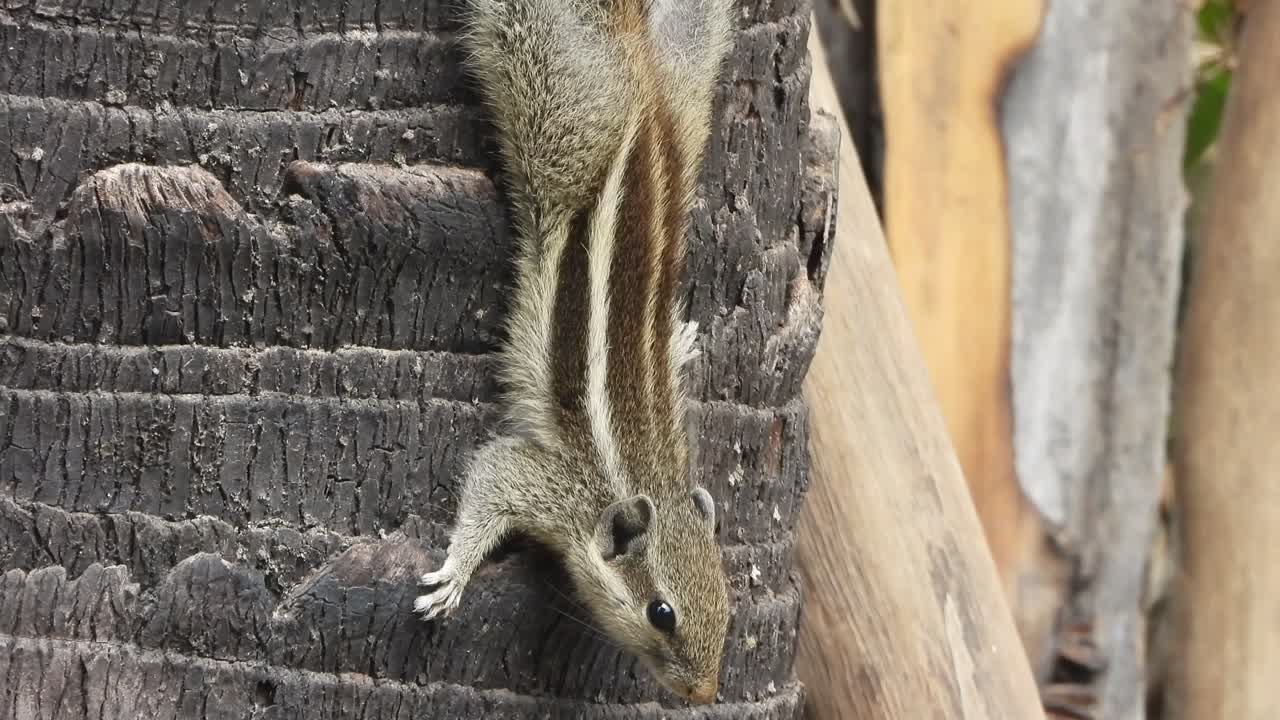 다람 근접 - 머리카락 - 선