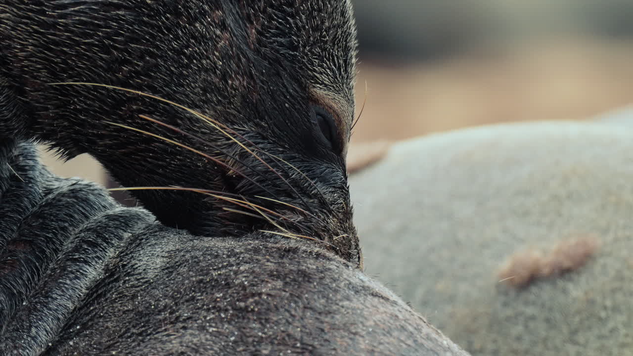 Close-up of a Seal