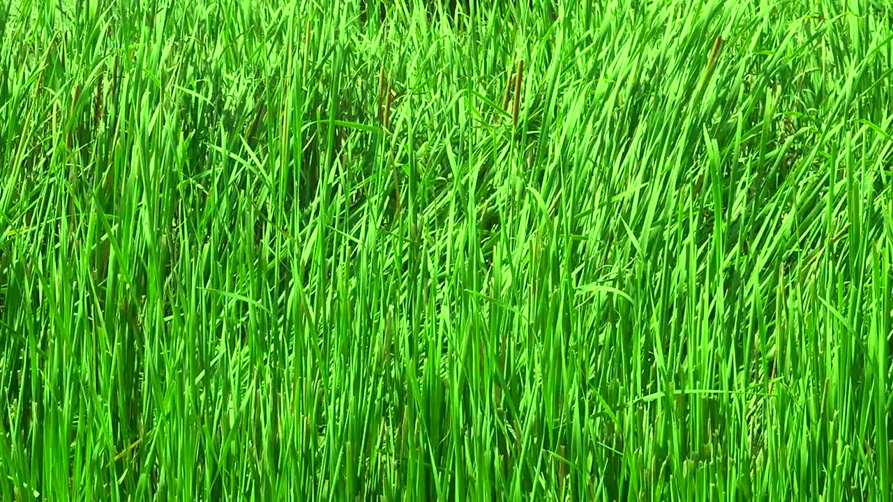 hermosa juncia meciéndose en el viento en verano