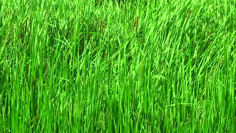 Beautiful-sedge-swaying-in-the-wind-in-summer