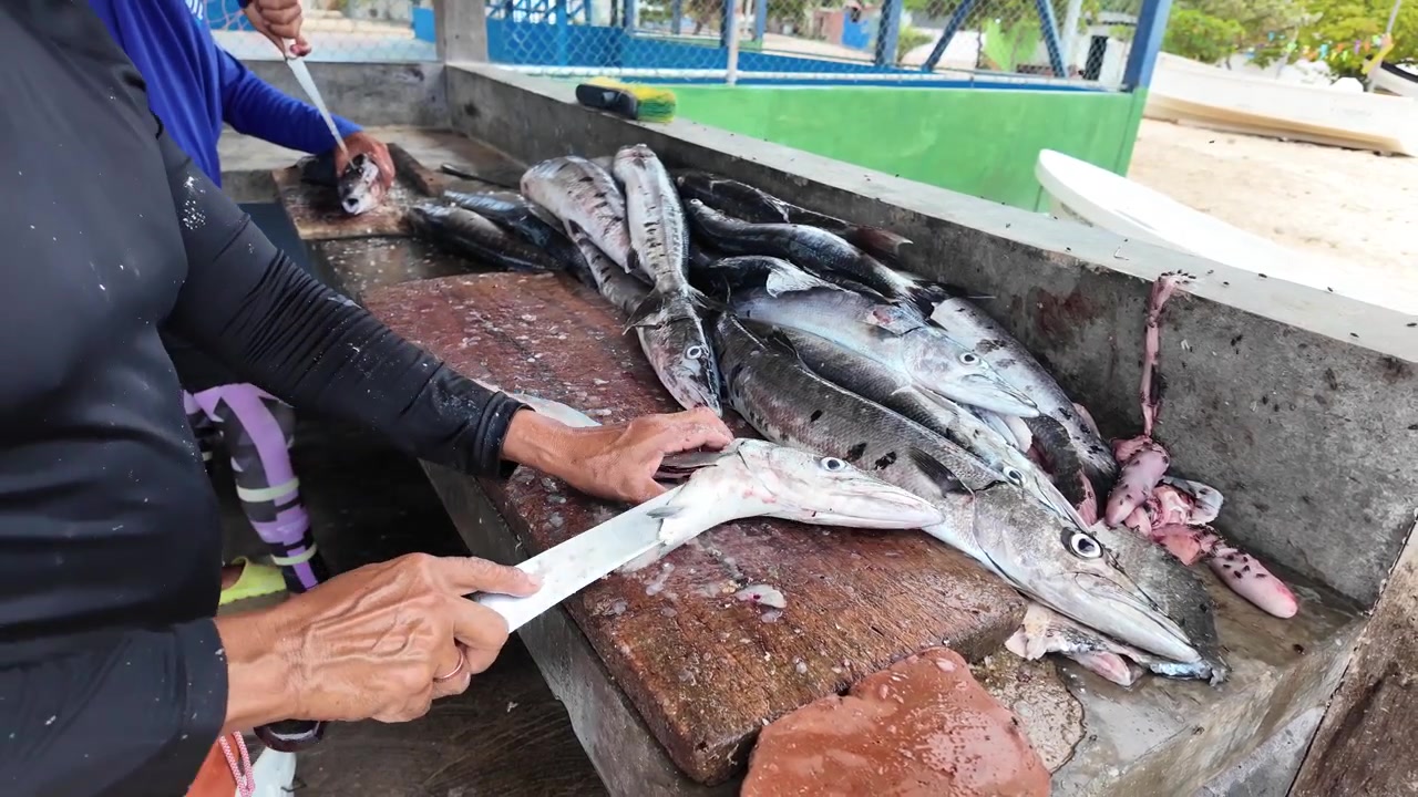 Primo piano di un pescatore che pulisce e sfiletta pesce appena pescato presso una stazione di lavorazione dei prodotti ittici su un'isola tropicale caraibica. Autentica attività di pesca, preparazione di frutti di mare e sostentamento costiero.