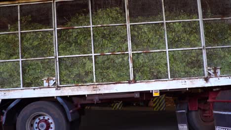 Un-Montón-De-Yerba-Mate-Fresca-Utilizada-Para-Hacer-Una-Bebida-Popular-Que-Aumenta-La-Energía.