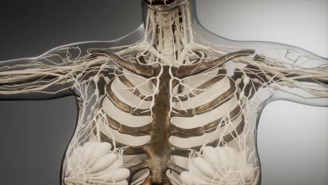 transparent human body with visible bones