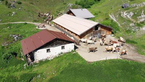 vacas en los alpes suizos