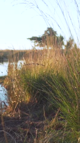 sunrise or sunset over a marsh