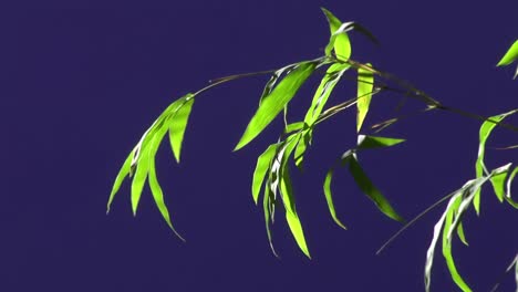 ground plant with blue screen background