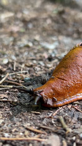 the spanish snail is a snail of the genus arion of 2023 11 27 05 22 31 utc.mov | animal, arion, arion lusitanicus, arion vulgaris