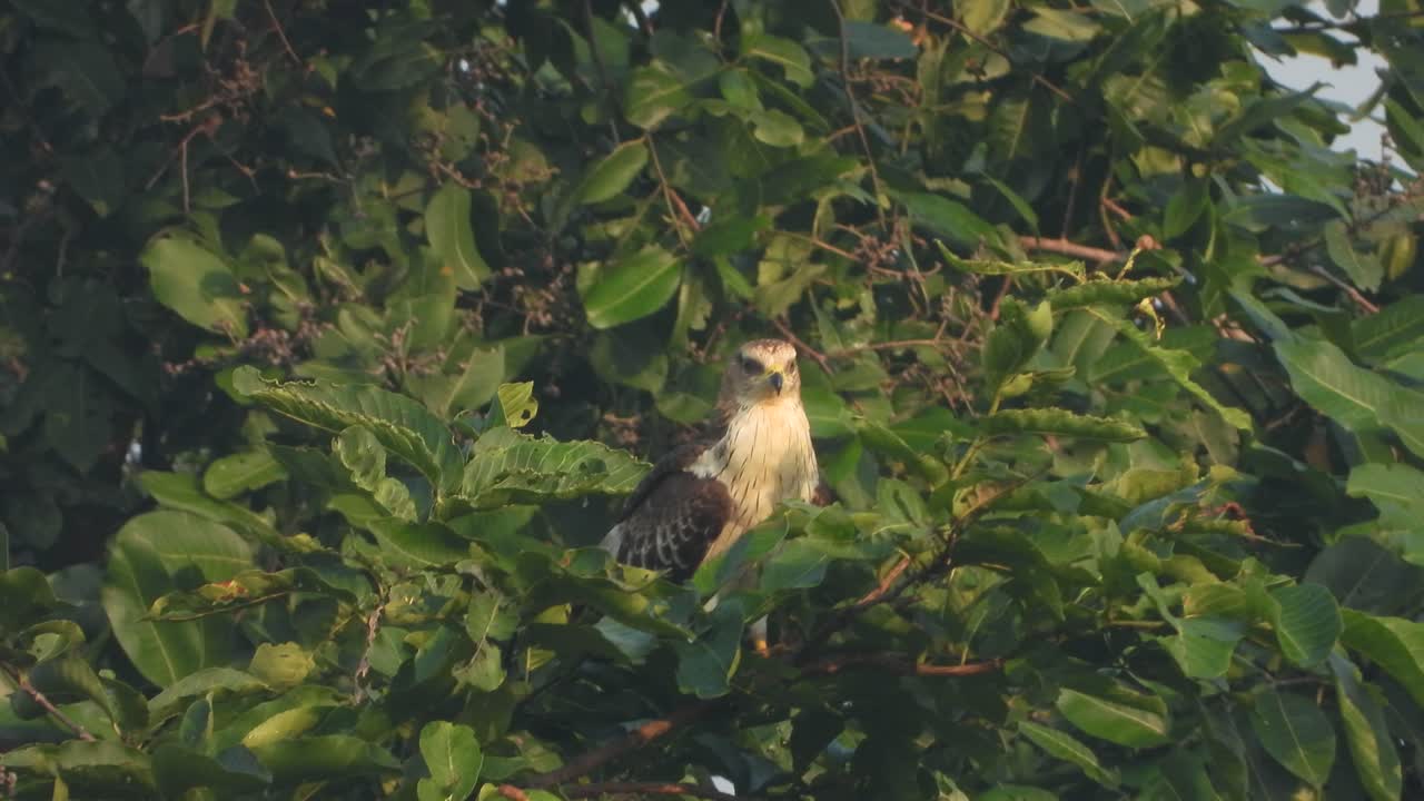 숲 속의 독수리 uhd mp4 4k .