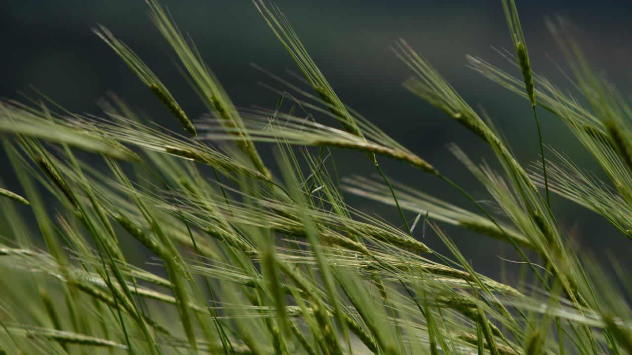 Close-up of Green Grass Blades Moving in the Wind