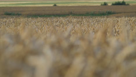 View-of-beautiful-ripe-golden-wheat-sprouts-in-the-cereal-field-at-sunset,-rich-harvest-concept,-medium-shot