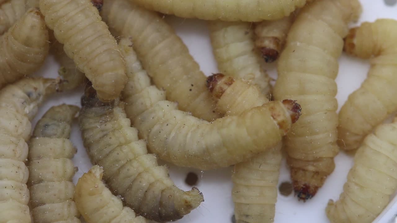 Waxworms or Waxgrubs,  caterpillars of the Wax Moth