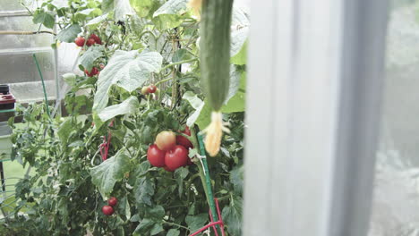 Glass-greenhouse-with-bushes-of-tomatoes-and-cucumbers