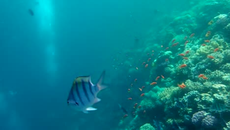 Colourful-Tropical-Coral-Reefs