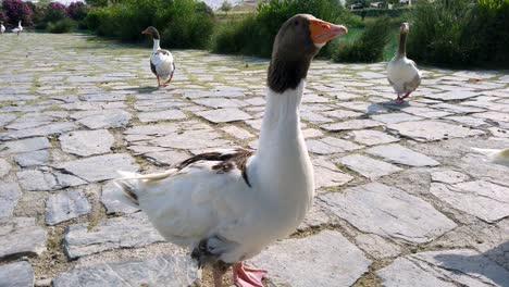 Enten,-Blick-In-Die-Kamera-In-Pamukkale,-Denizli,-Türkei