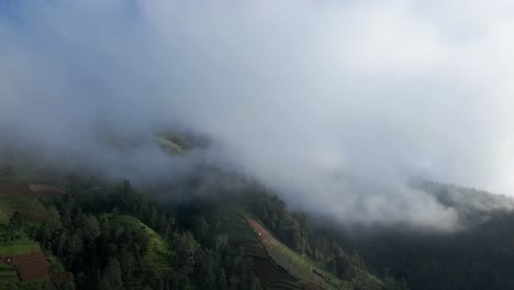 Thick-fog-shrouded-the-forest-on-the-mountain-slopes