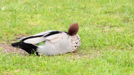 duck relaxing on grass at great ocean road