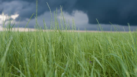blowing grasses under stormy sky slow motion
