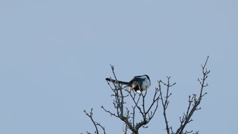 single magpie bird, sitting alone on a branch high up in a tree