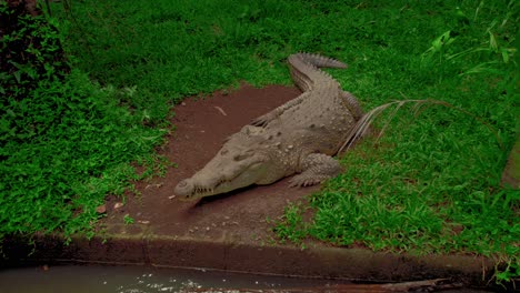 Close-up-view-of-a-caiman-resting-at-the-river-banks,-Costa-Rica