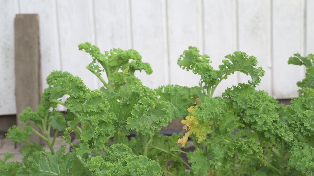 Kale outdoors in home garden