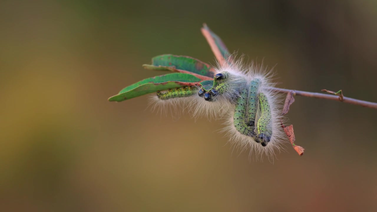 Hairy caterpillars congregate on tree branch with green forest bokeh
