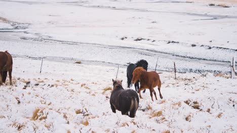 Herde-Wilder-Pferde,-Die-Auf-Einem-Schneefeld-In-Island-Grasen-Und-Traben