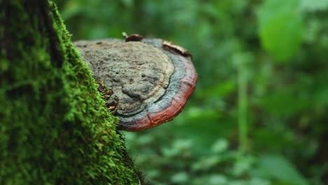 enorme hongo de yesca en el tronco de un árbol cubierto de musgo en el bosque de bialowieza polonia