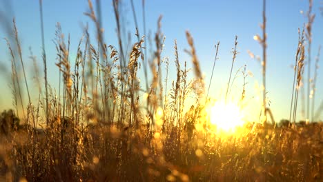 Amanecer-En-El-Campo-Agrícola