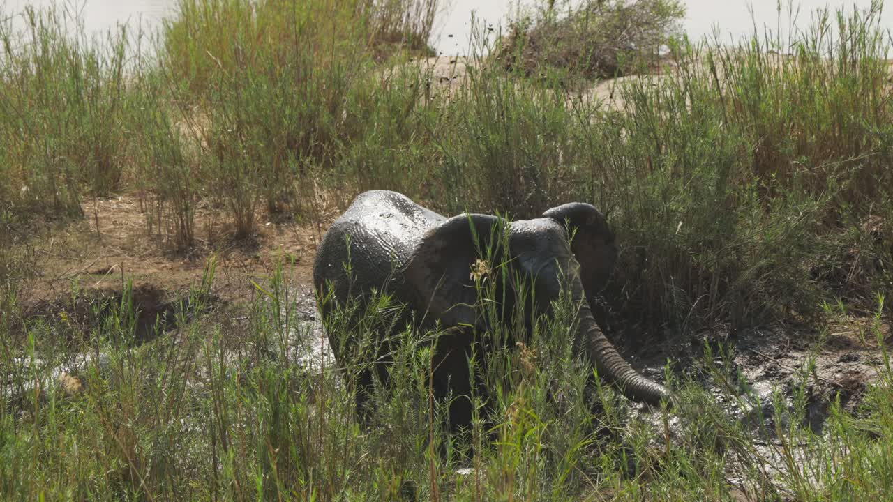 Un elefante giovane schizza e si agita energicamente in una pozza d'acqua fangosa tra canne alte al rallentatore, Parco Nazionale Kruger, Sudafrica.