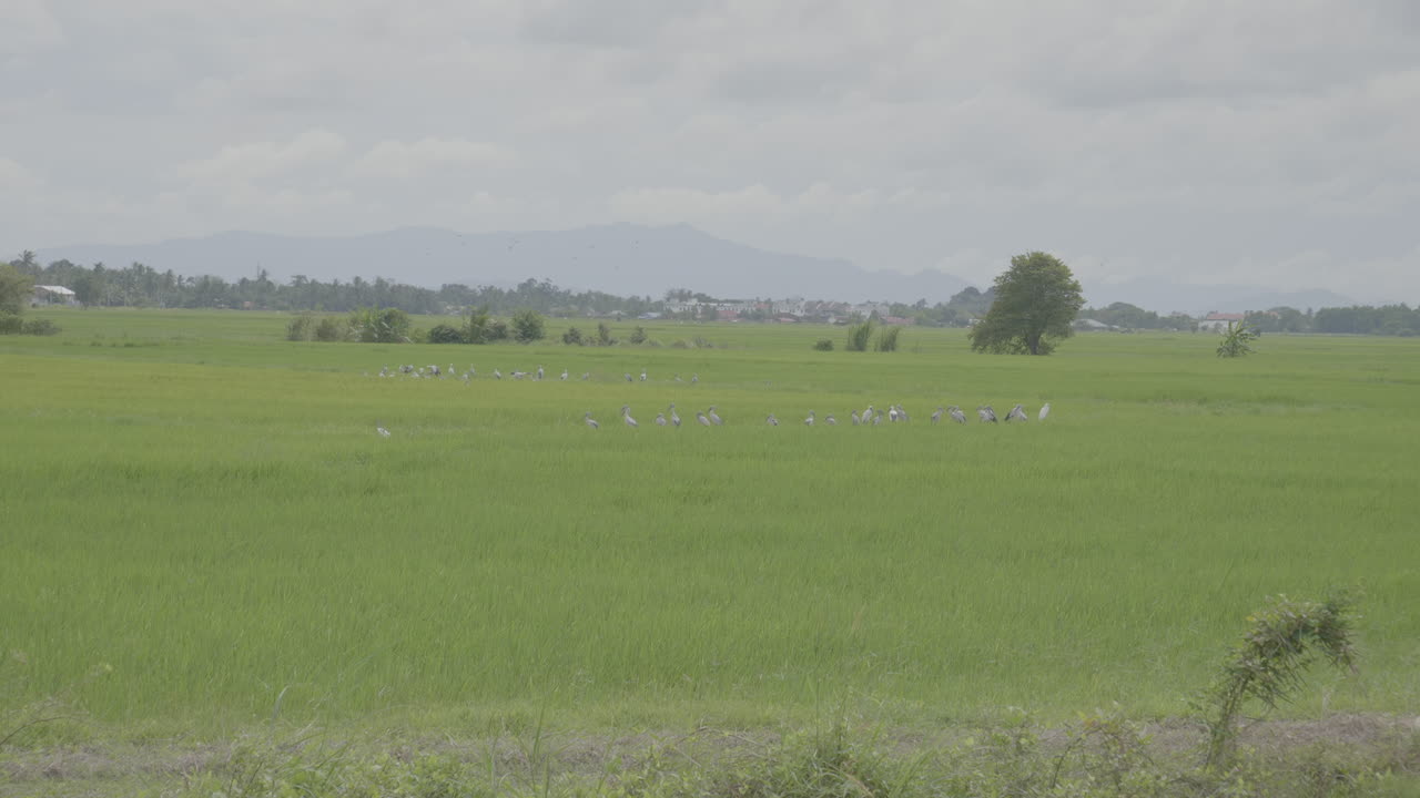 Grassy field with birds flocked together in Alor Setar Malaysia