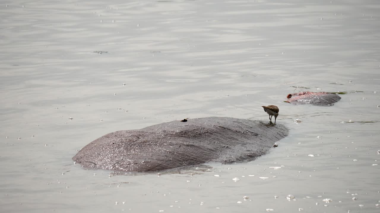 Oxpecker bird feeding on the back of a hippopotamus immersed in the water, static closeup