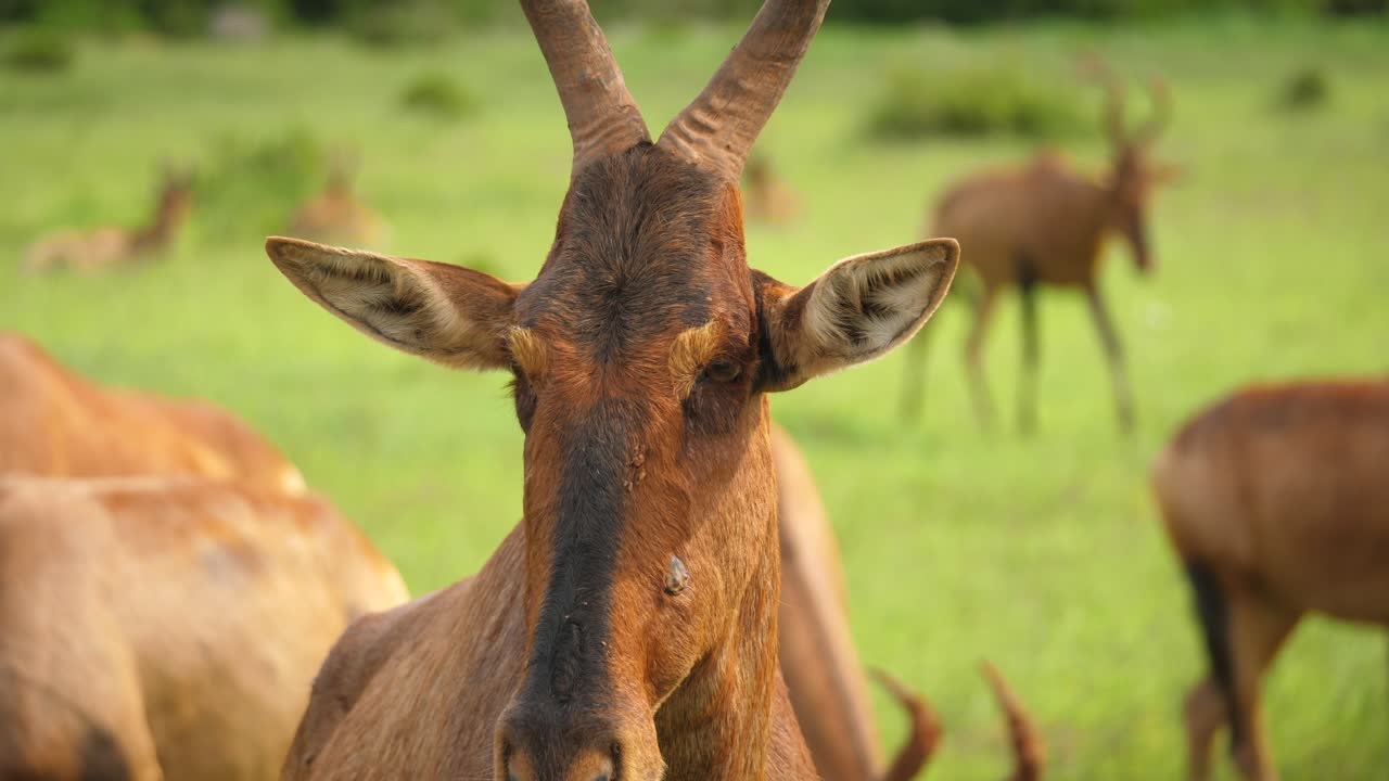 cerca de hartebeest rojo rumiando