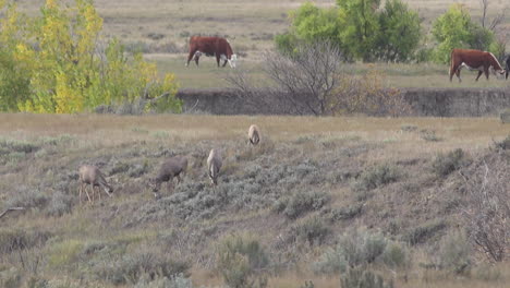 Maultierhirsche-Auf-Einem-Hügel-In-South-Dakota