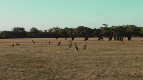 4k-Grupo-Aéreo-De-Canguros-En-Un-Camión-De-Drones-De-Campo-Tiro-De-Izquierda-A-Derecha