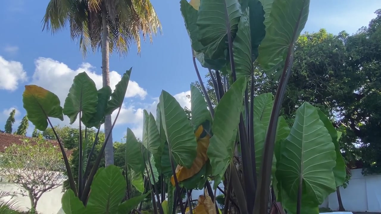 Piante Orecchio di Elefante con grandi foglie verdi che ondeggiano in un giardino tropicale