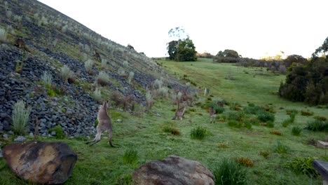 Aerial-view-of-a-group-of-western-grey-kangaroos-jumping-away-from-the-camera