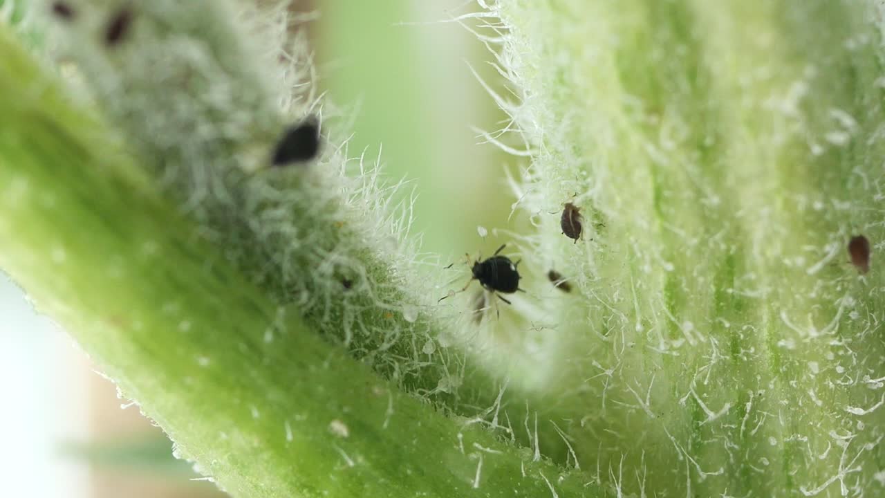 pulgones en el tallo de una planta