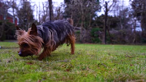 Yorkshire-Terrier-dog-sniffs-the-grass-in-close-up-Slow-motion