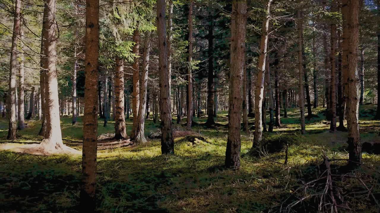 Dolly shot of fir and larch trees in a dense Italian forest.