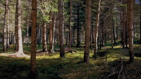 dolly shot of fir and larch trees in a dense italian forest.