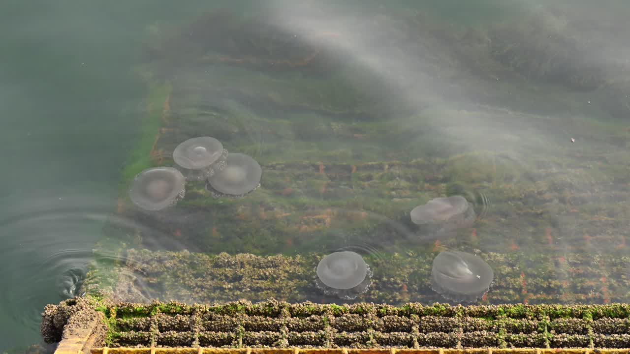 아랍에미리트의 두바이 해안 근처의 바다 표면에서 천천히 움직이는 수달