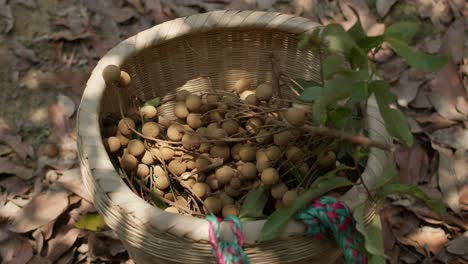 harvesting longan fruit  branches in a basket