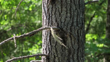 close up of pine tree trunk, vegetation in background