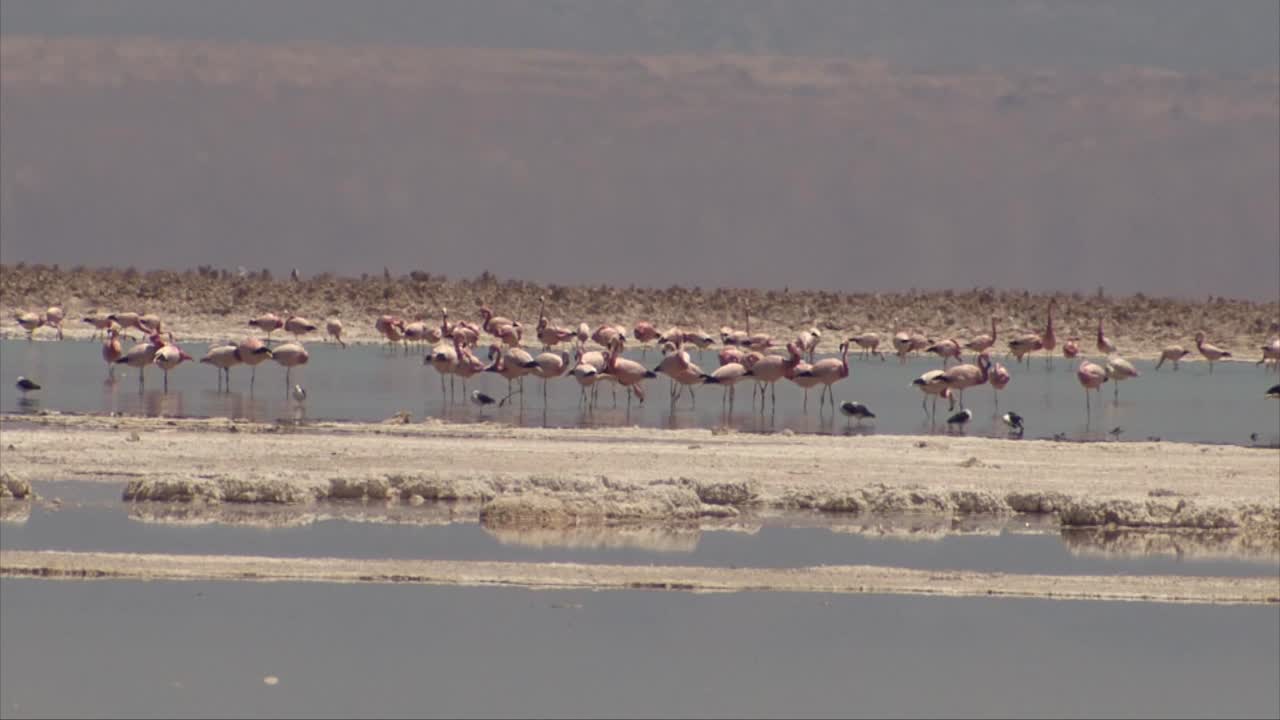 flamencos en el desierto de atacama, chile