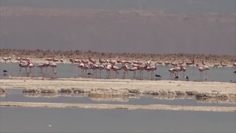 Flamingos-in-Atacama-desert,-Chile