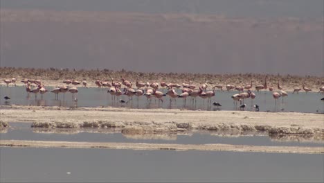 flamencos en el desierto de atacama, chile